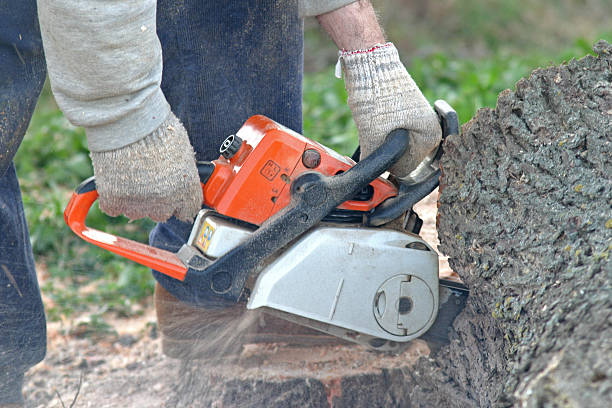 Best Root Management and Removal  in Irwin, SC