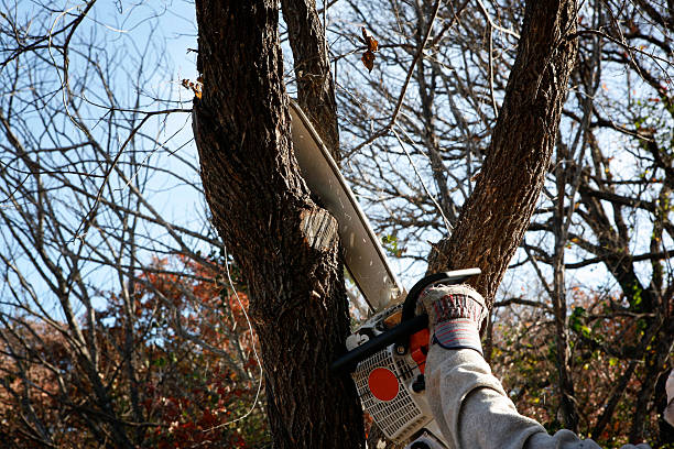 Best Arborist Consultation Services  in Irwin, SC