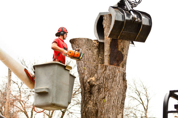 How Our Tree Care Process Works  in  Irwin, SC